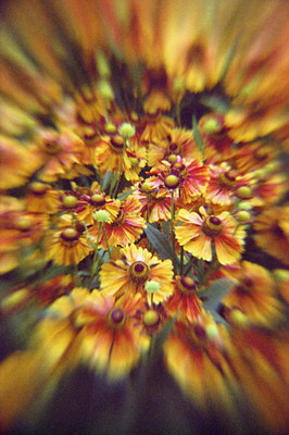 Цветы календулы, съемка мягкорисующей оптикой. Фотография для календаря Фотография для календаря. Цветы календулы, съемка мягкорисующей оптикой