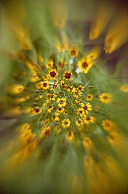 Цветы желтые, съемка мягкорисующей оптикой. Фотография для календаря Фотография для календаря. Цветы желтые, съемка мягкорисующей оптикой