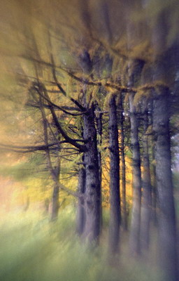 Желтые лиственницы, осень, съемка мягкорисующей оптикой. Фотография для календаря Фотография для календаря. Желтые лиственницы, осень, съемка мягкорисующей оптикой