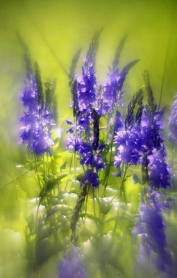 Луговые цветы, лето, вероника длиннолистная (Veronica longifolia), съемка мягкорисующей оптикой. Фотография для календаря Фотография для постера или календаря. Луговые цветы, лето, вероника длиннолистная (Veronica longifolia), съемка мягкорисующей оптикой