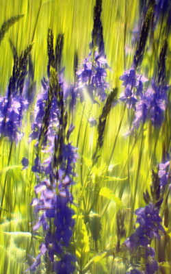 Луговые цветы, лето, вероника длиннолистная (Veronica longifolia), съемка мягкорисующей оптикой. Фотография для календаря Фотография для постера или календаря. Луговые цветы, лето, вероника длиннолистная (Veronica longifolia), съемка мягкорисующей оптикой