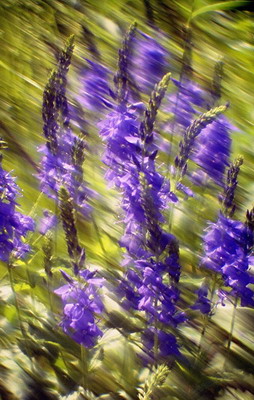 Луговые цветы, лето, вероника длиннолистная (Veronica longifolia), съемка мягкорисующей оптикой. Фотография для календаря Фотография для постера или календаря. Луговые цветы, лето, вероника длиннолистная (Veronica longifolia), съемка мягкорисующей оптикой