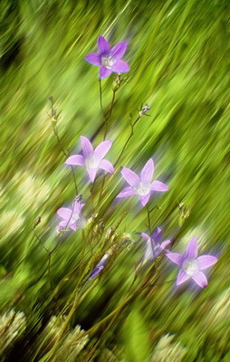 Луговые цветы, колокольчик, лето, съемка мягкорисующей оптикой. Фотография для календаря Фотография для календаря. Луговые цветы, колокольчик, лето, съемка мягкорисующей оптикой
