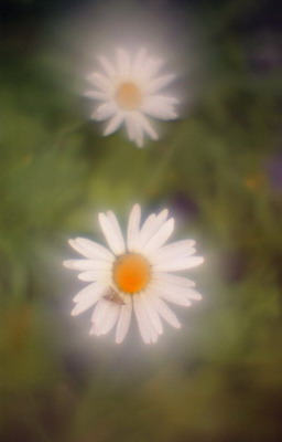 Ромашки полевые, съемка мягкорисующей оптикой. Фотография для постера или календаря Фотография для календаря. Ромашки полевые, съемка мягкорисующей оптикой